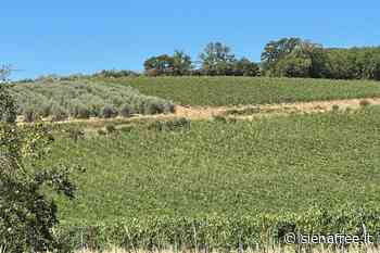 Consorzio Brunello: pioggia toccasana a Montalcino - SienaFree.it