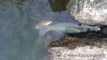 Laghetto di Giussano, è allarme per la moria di pesci - Il Cittadino di Monza e Brianza