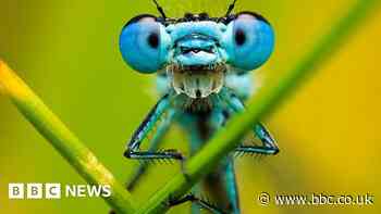 Macro photography: The hidden world of garden insects