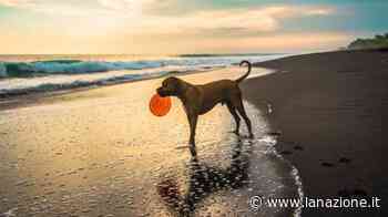 Cane in spiaggia, cosa portare: dall'acqua alla crema. Ecco alcuni consigli utili - LA NAZIONE