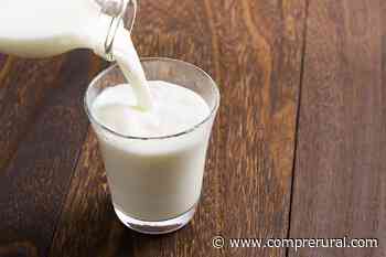 Aproveitando benefícios do leite de transição para bezerros - Compre Rural