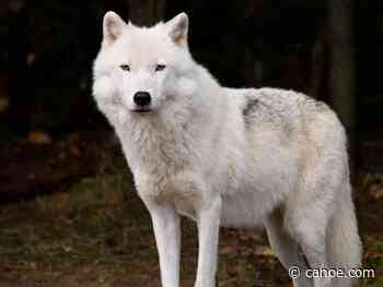 Arctic wolf's on loose in Port Colborne, cops warn - CANOE
