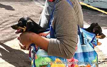 Gran demanda para esterilización de mascotas en Chamilpa - El Sol de Cuernavaca