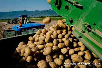 Comune di Avezzano: soddisfazione per vendita patate al Covalpa, ora i sindaci marsicani uniti per investimenti - MarsicaLive