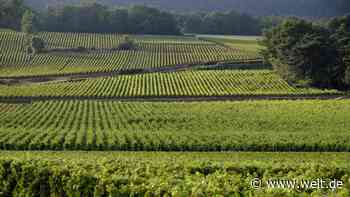 Bitterer Beigeschmack: Rechtsextreme Parolen – Will ich die Weine eines solchen Winzers trinken? - WELT