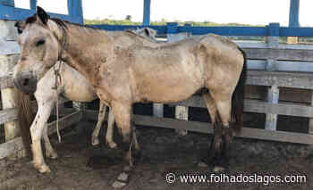 Prefeitura de Cabo Frio apreendeu 123 cavalos soltos nas rodovias que cortam a cidade desde janeiro - Folha dos Lagos