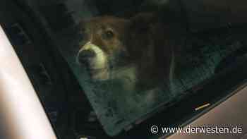 Hund im Auto zurückgelassen: Polizei macht bei Rettung DIESEN Fund - DER WESTEN