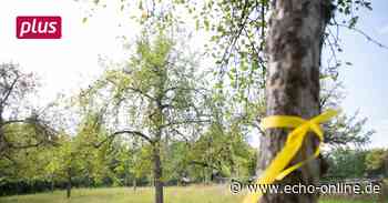 In Heppenheim darf geerntet werden - Echo Online