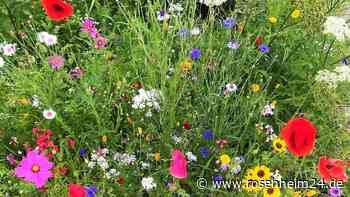 Traunstein: Viele Fotos zeigen bunte Blumen und liebevoll gepflegte Gärten - rosenheim24.de