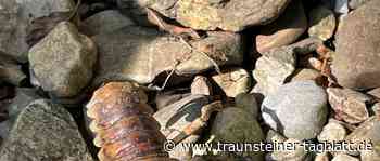 Flusskrebse in Not – Rettenbach bei Kammer fast ausgetrocknet - Traunsteiner Tagblatt