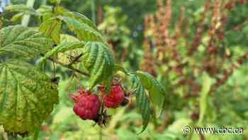 Mabel Bell's century-old gardens bloom again in Cape Breton - CBC.ca