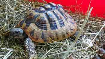 Tierheim Bottrop: Ausgebüxte Schildkröten suchen Zuhause - WAZ News