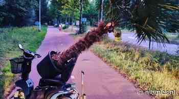 Man caught trying to transport stolen palm tree on mobility scooter - NL Times
