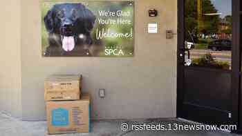 Mother cat, 2 kittens abandoned in cardboard boxes outside Norfolk SPCA