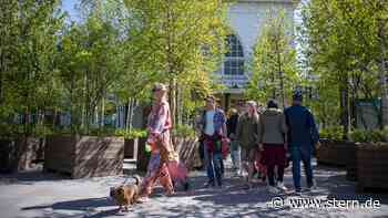 Durch Leeuwarden "laufen" 1000 Bäume und verändern die Stadt - STERN.de