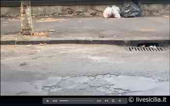 Catania, topi passeggiano in via Androne IL VIDEO - Livesicilia.it