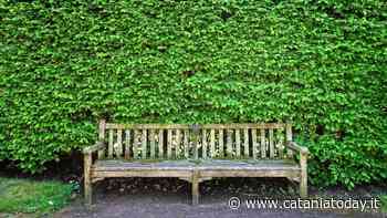 A Catania altri cinque milioni del Pnrr per riforestare il centro urbano - CataniaToday