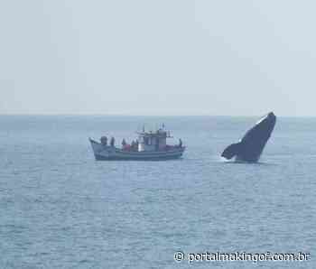 Fotógrafo flagra salto de baleia ao lado de barco em Florianópolis - Portal MakingOf