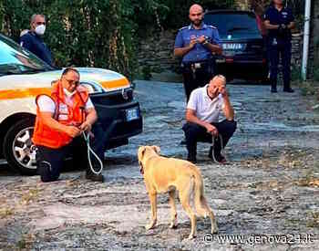 Rapallo, rintracciati i cani ‘latitanti’ che hanno aggredito Minou: denunciato il proprietario - Genova24.it