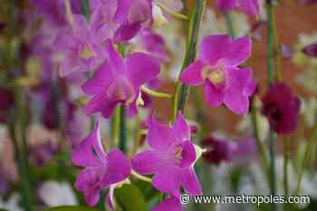 Aparecida (GO) sedia exposição de orquídeas, rosas do deserto e cactos - Metrópoles