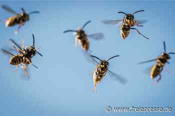 Warum sind Wespen jetzt so aggressiv? - freiepresse.de