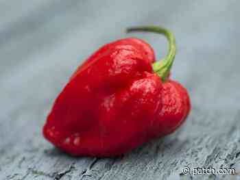 Hot Pepper Eating Contest In Highland Park Aug. 19 - patch.com