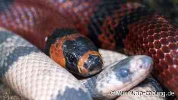 Tiere - Invasive Schlangenart macht Sorgen - Neue Presse Coburg