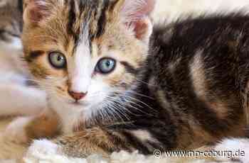 Wohnung in desolatem Zustand - Zehn junge Katzen in Coburg gerettet - Neue Presse Coburg