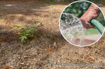 Londoners who would grass on their neighbour if there was a hosepipe ban