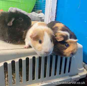 Guinea pig sisters Ginger, Twix and Squash need a home