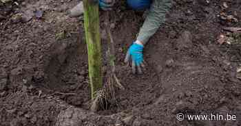 Plant eens een boom in strijd tegen de hitte - Het Laatste Nieuws