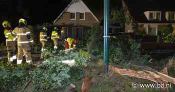 Grote tak breekt los van boom in Sint-Oedenrode - BD.nl