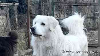 A Bussoleno rubato il pastore maremmano Hercules: "ricompensa di 2mila euro per chi lo ritrova" - TorinoToday