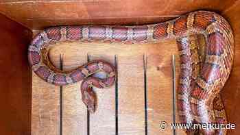 Schlange sonnt sich in Münchner Garten - Bewohner alarmieren Feuerwehr