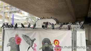 Dachböden in der Alt- und Innenstadt: Mehr Standorte für Taubenschläge in Koblenz gesucht - Rhein-Zeitung