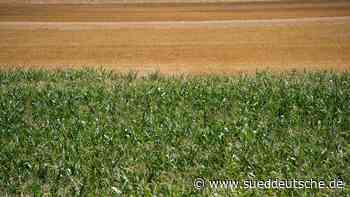 Wetter - Koblenz - Trockenheit: Bauern- und Winzerverband fürchtet Einbußen - Panorama - SZ.de - Süddeutsche Zeitung - SZ.de