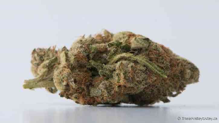 Ottawa on track to spend $200M per year on cannabis for veterans