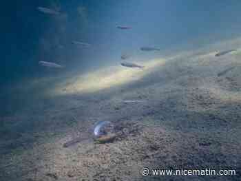 L'eau est devenue trop claire: la corbicule, cette palourde invasive qui filtre la Loire à outrance