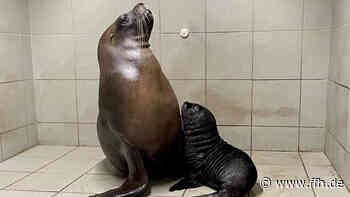 Süßer Nachwuchs bei den Robben im Zoo Heidelberg - HIT RADIO FFH