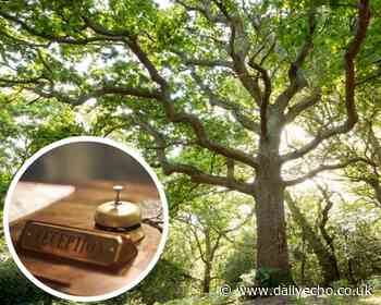 7 luxury hotels in the New Forest – including boutique, historic and spa retreats - Southern Daily Echo