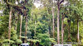 NZ travel: How to explore Bay of Plenty's Whirinaki Forest - New Zealand Herald