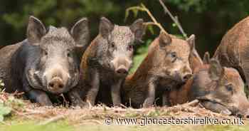 African Swine Fever warning as Forest of Dean walkers urged not leave food waste behind - Gloucestershire Live