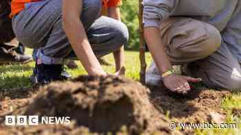 National Forest: Government funds planting of more trees - BBC