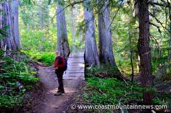 Kootenay forest management ignores old growth protection, two experts say - Coast Mountain News