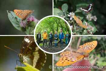 Rare butterflies back at Whippendell Wood and Cassiobury Park