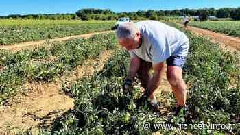 Sécheresse : à Marcoussis dans l'Essonne, un maraîcher travaille depuis trois générations sans pesticide et sans irrigation - franceinfo