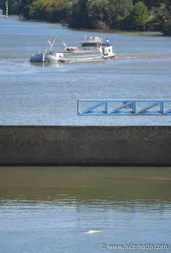Les espoirs de sauver le béluga égaré dans la Seine s'amenuisent