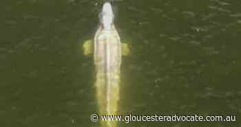 White whale strays into French river - Gloucester Advocate