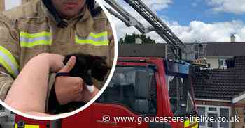 Firefighters save kittens and dog from blaze in Gloucester - Gloucestershire Live