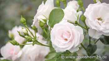 Rose in Kartoffel pflanzen: Mit Steckling einfach selber ziehen